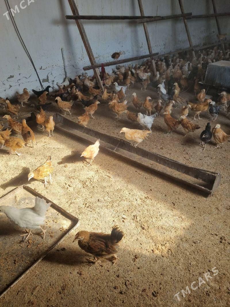 juyje - Gökdepe - img 2