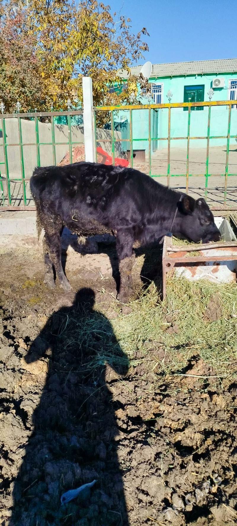 okuz tuwe sygyr - Бахарден - img 4