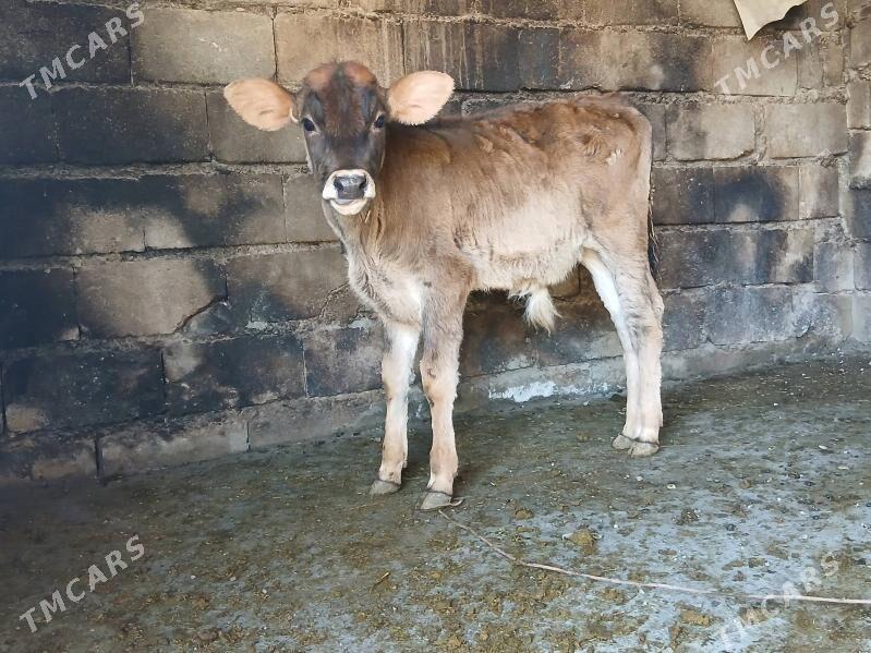 okuz - Bäherden - img 1