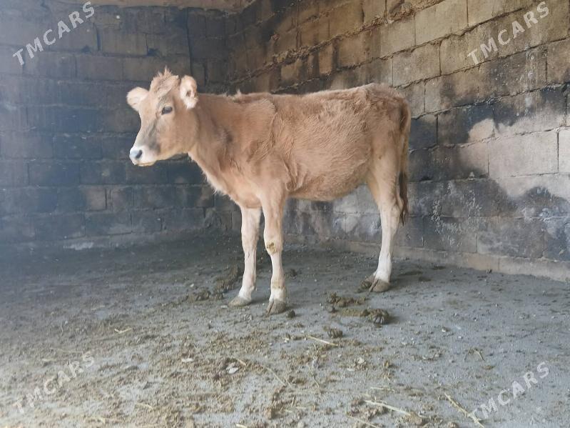 okuz - Bäherden - img 3