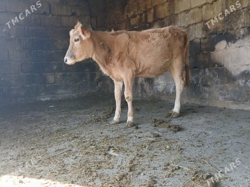 okuz - Bäherden - img 4