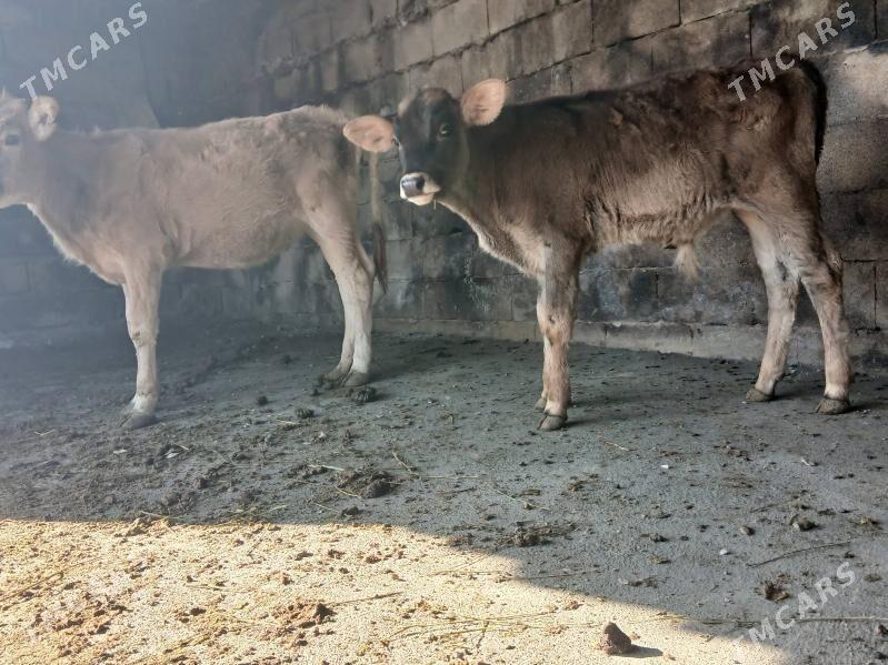 okuz - Bäherden - img 2