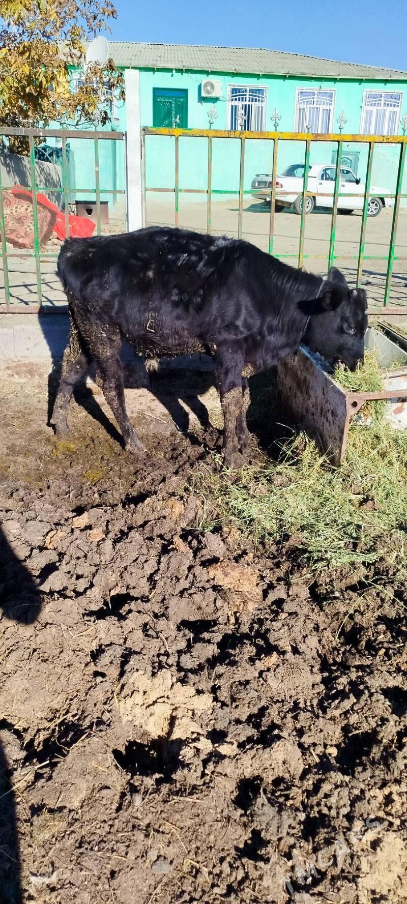 okuz tuwe sygyr - Бахарден - img 2