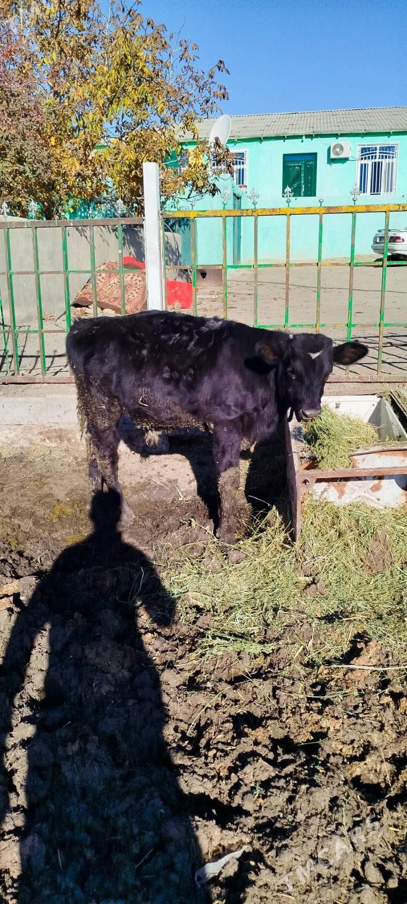 okuz tuwe sygyr - Бахарден - img 3