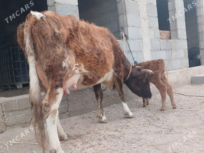 goleli sygyr - Balkanabat - img 4