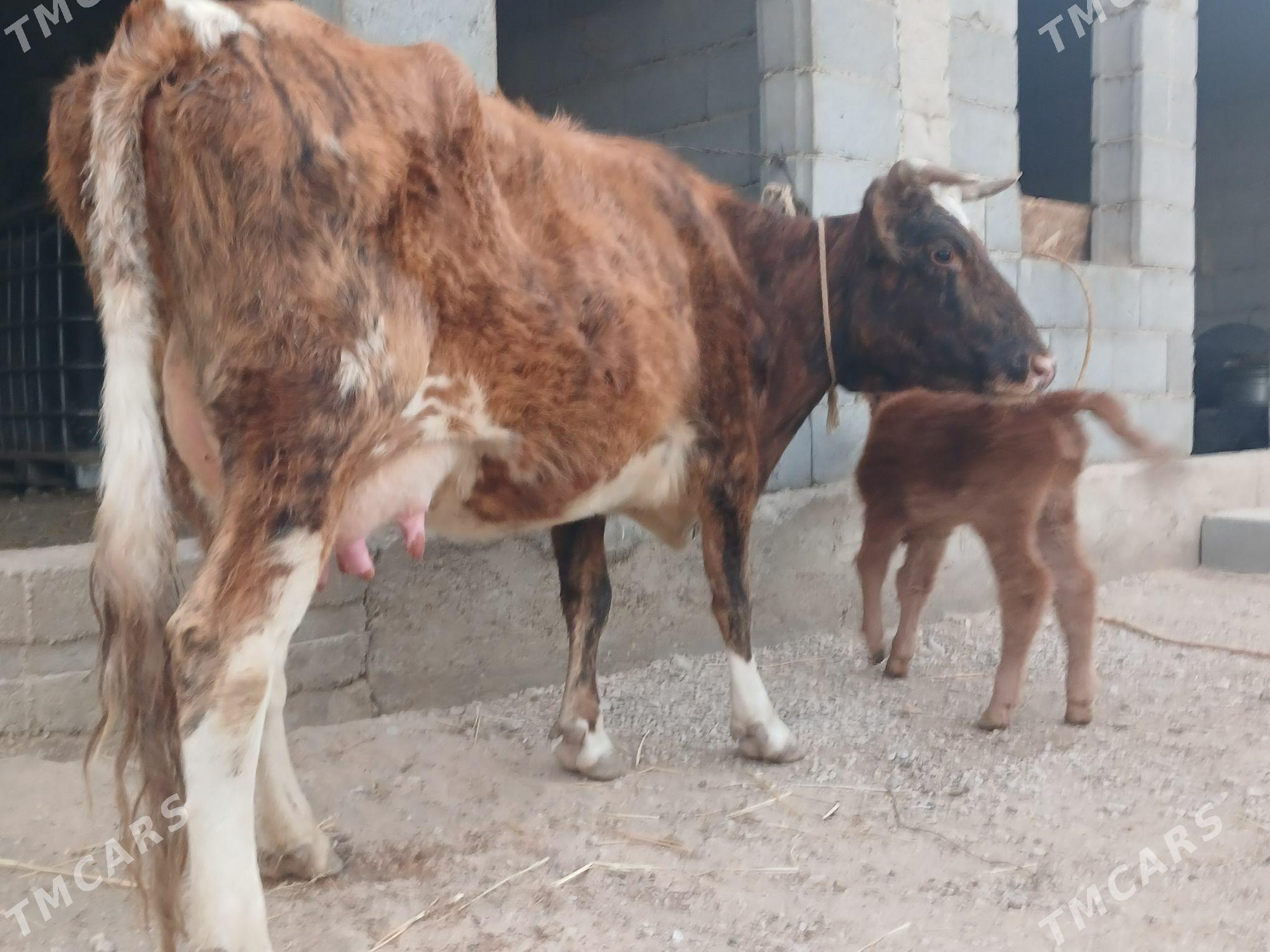 goleli sygyr - Balkanabat - img 3