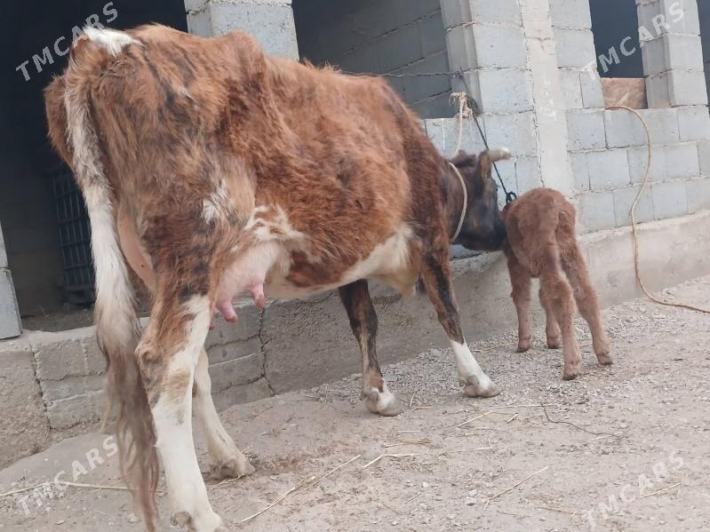 goleli sygyr - Balkanabat - img 2