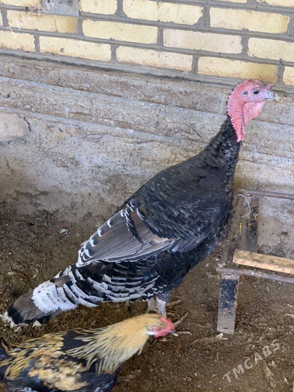 induk - Mary - img 8