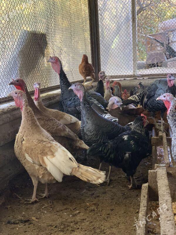 induk - Mary - img 1