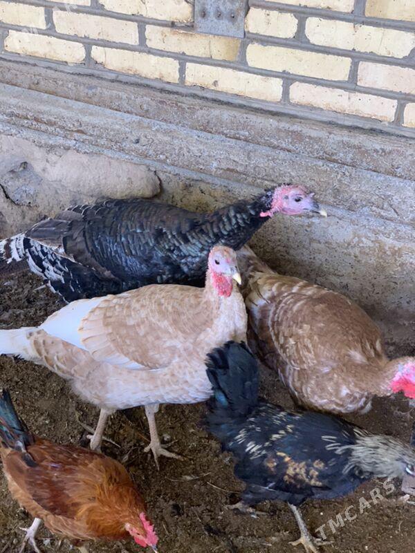 induk - Mary - img 9