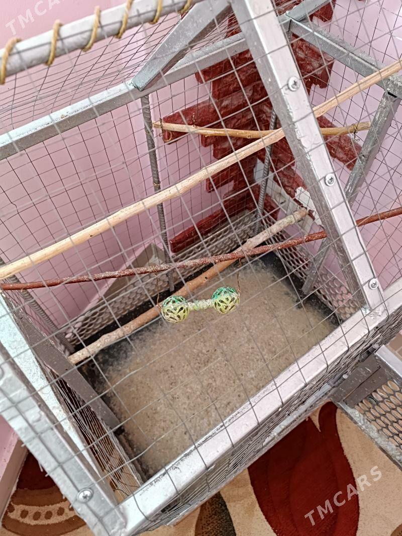 клетка, kletka - Ашхабад - img 2