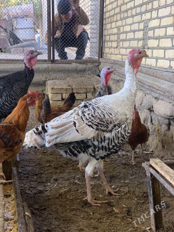 induk - Mary - img 2