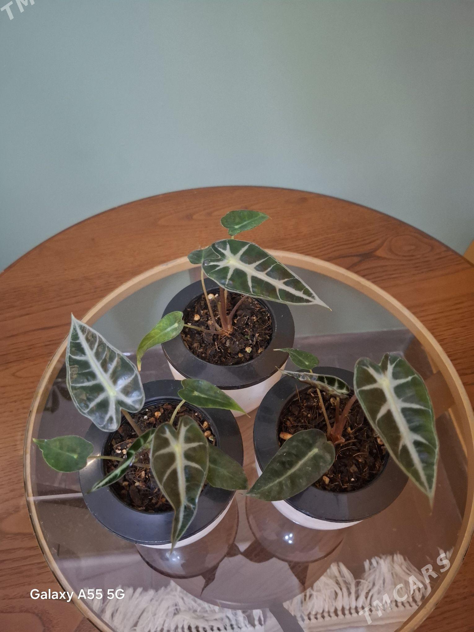 gul комнатные растения - Мир 2 - img 3