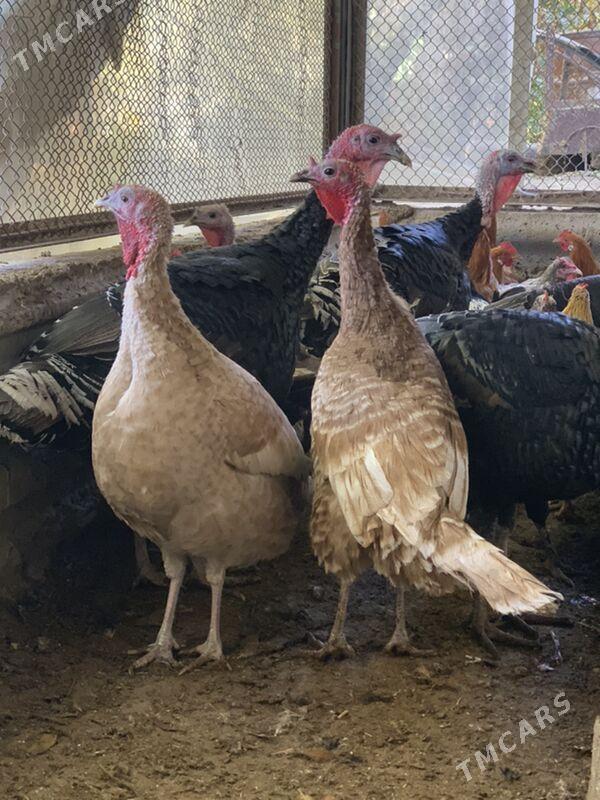 induk - Mary - img 5