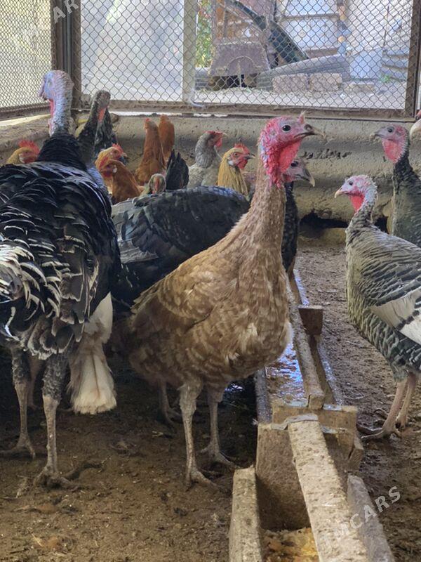 induk - Mary - img 4