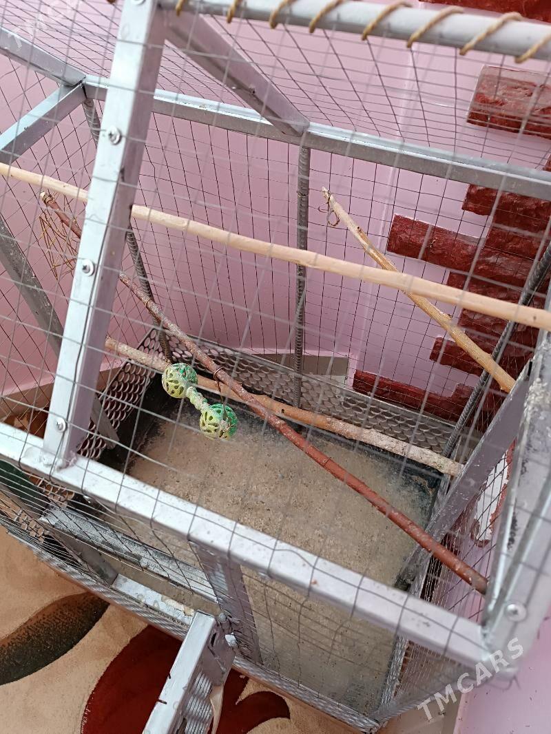 клетка, kletka - Ашхабад - img 1