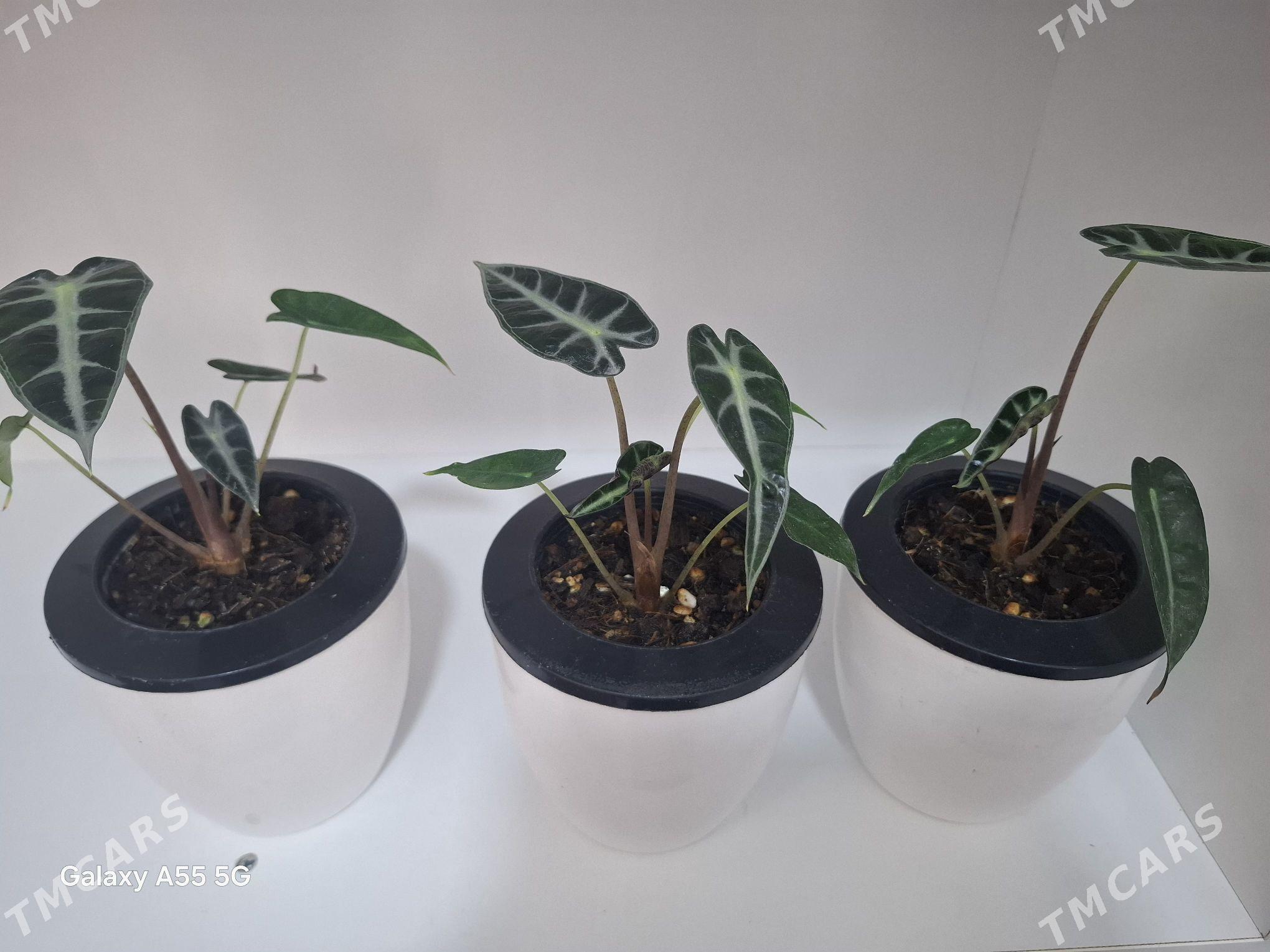 gul комнатные растения - Мир 2 - img 4