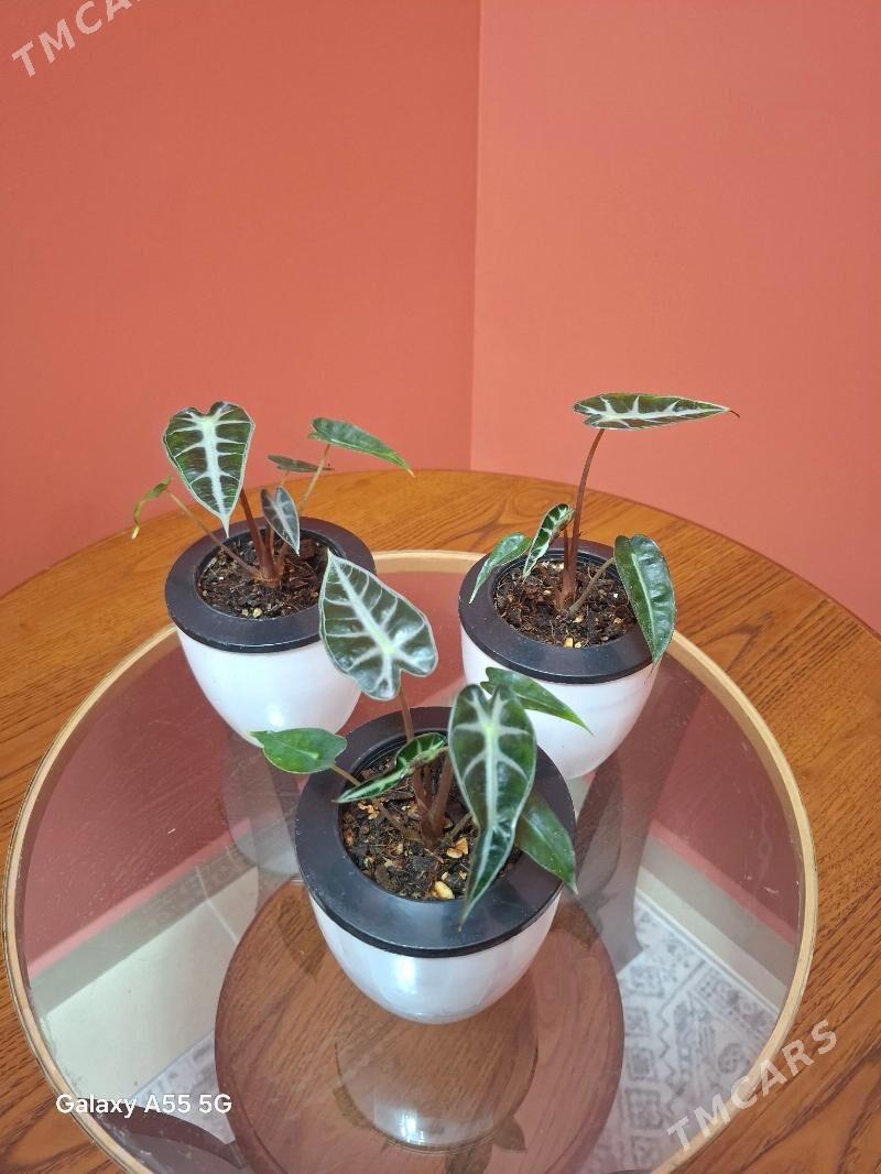 gul комнатные растения - Мир 2 - img 2