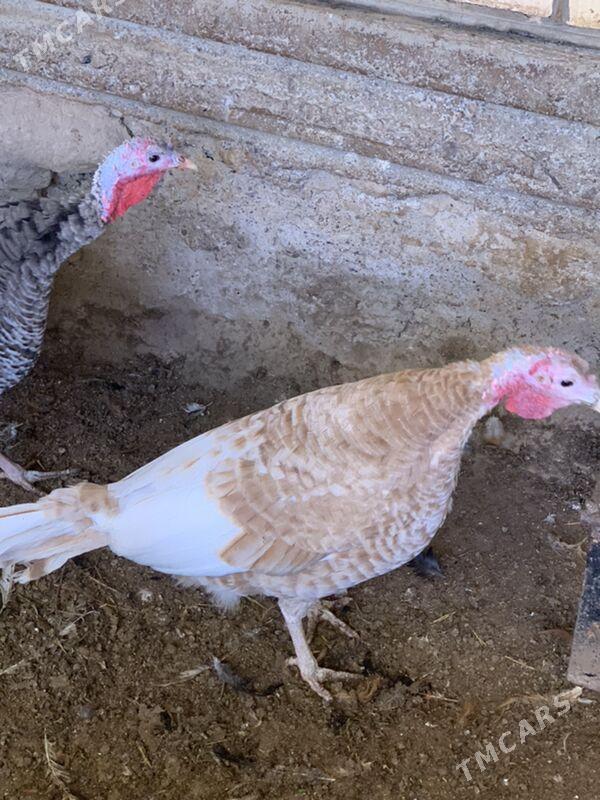 induk - Mary - img 7