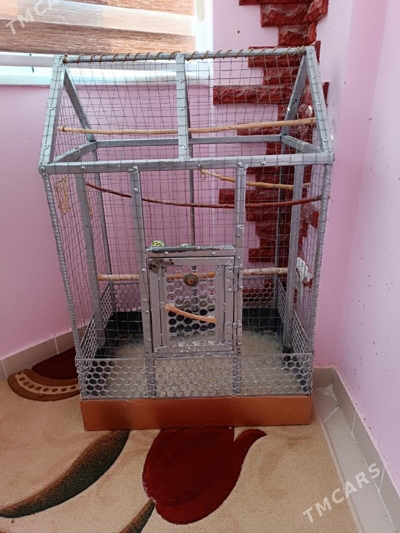 клетка, kletka - Ашхабад - img 4