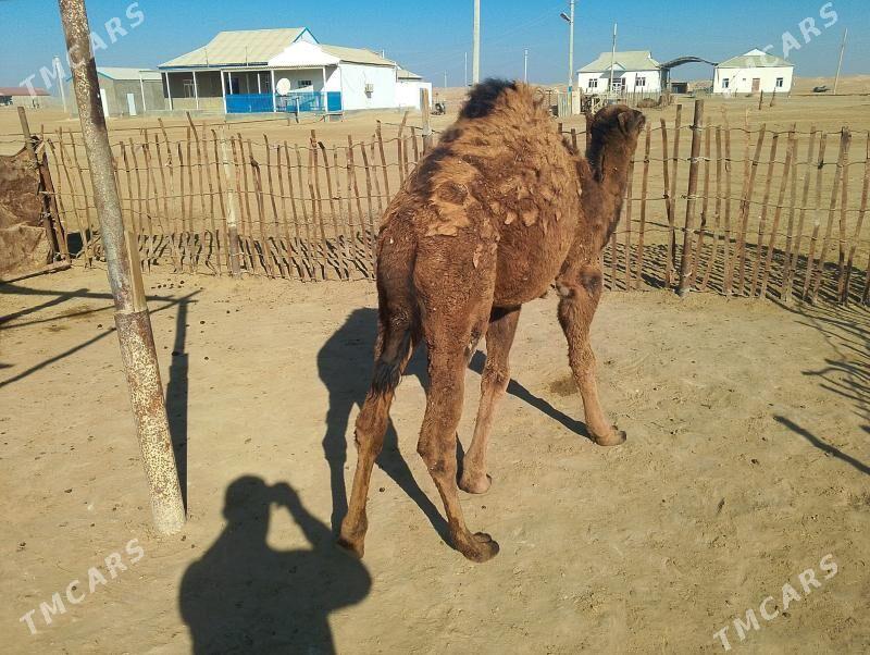 torum - Эсенгулы - img 1