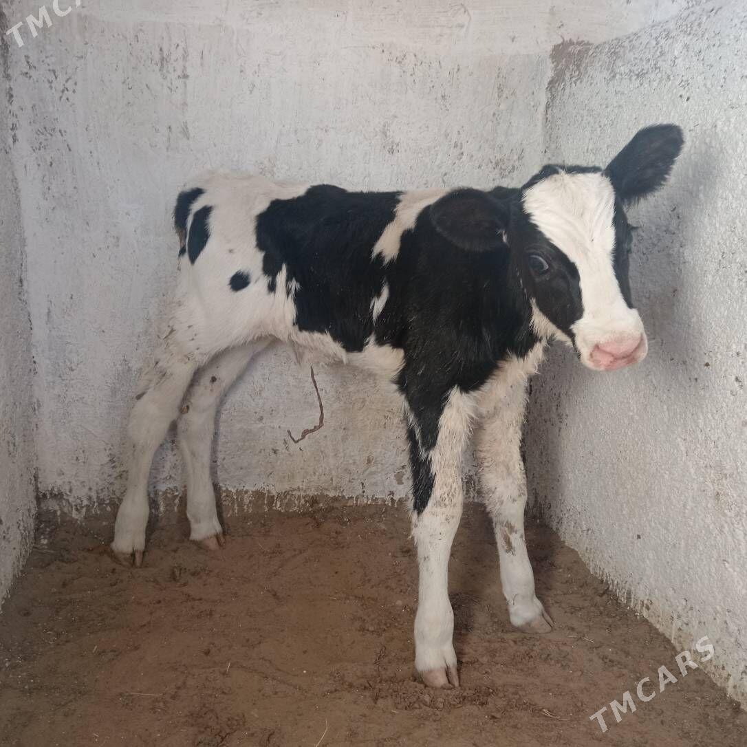 okuz - Aşgabat - img 2