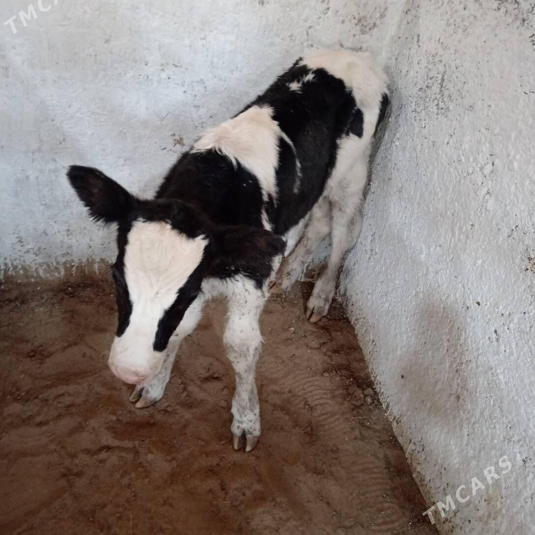 okuz - Aşgabat - img 3