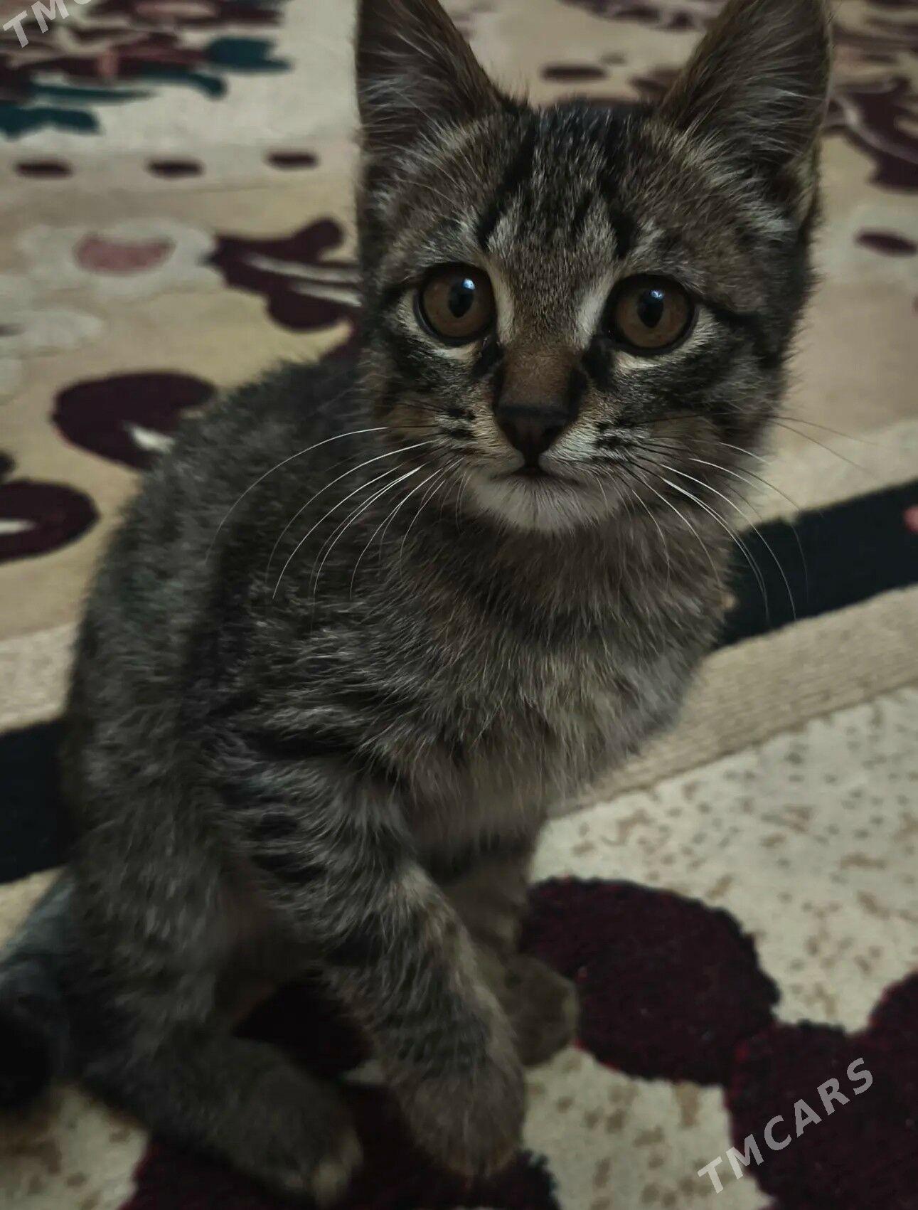 pişik - Türkmenabat - img 3