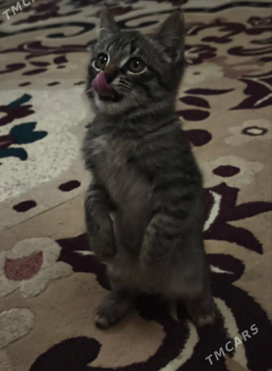 pişik - Türkmenabat - img 4