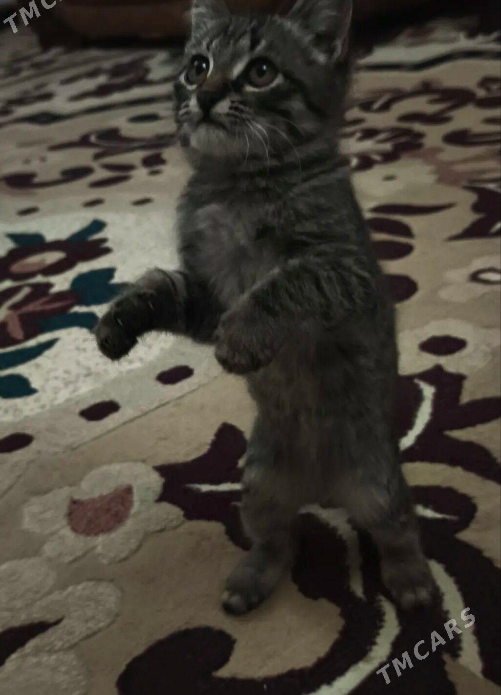 pişik - Türkmenabat - img 5