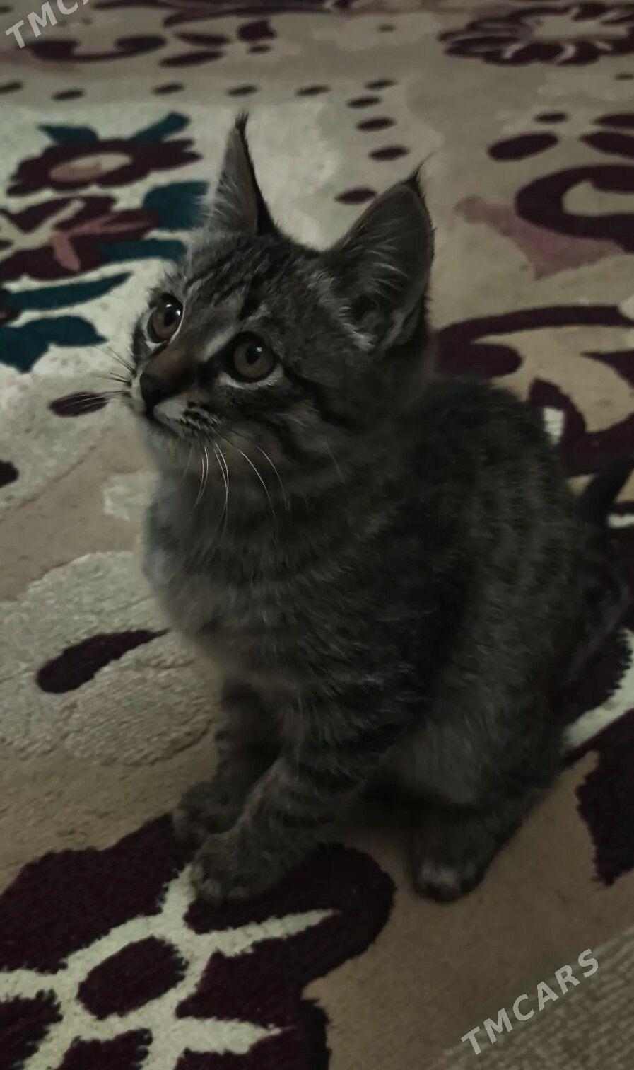 pişik - Türkmenabat - img 2