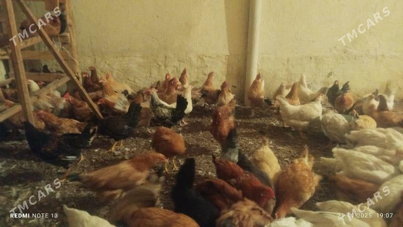 towuk - Çoganly - img 4