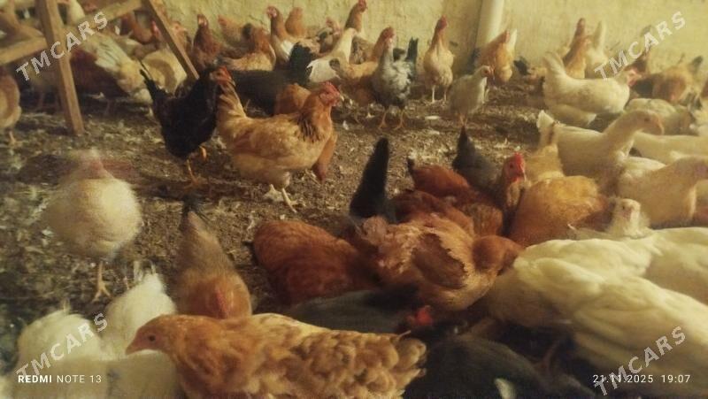 towuk - Çoganly - img 3