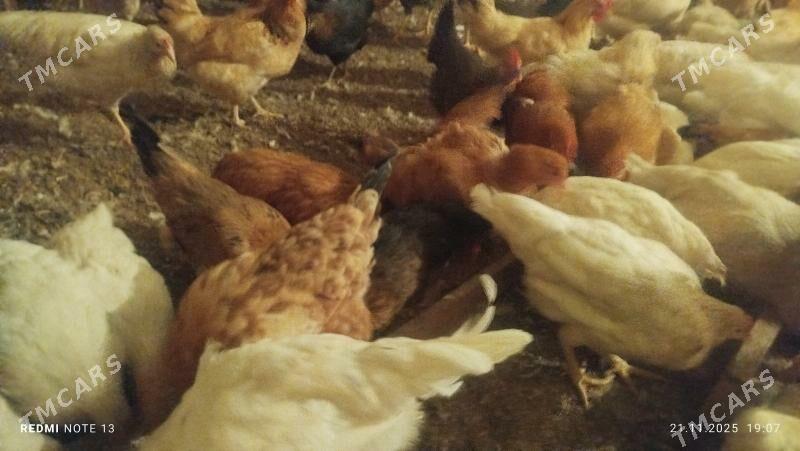 towuk - Çoganly - img 2