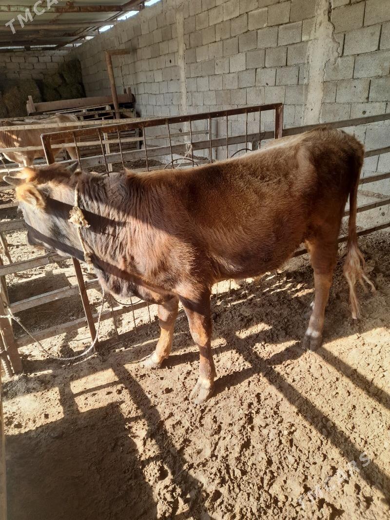 ökuz - Änew - img 2