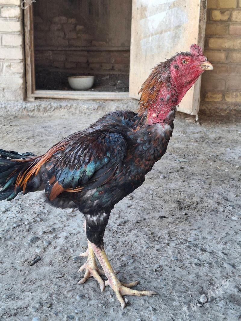 horaz - Çärjew - img 4