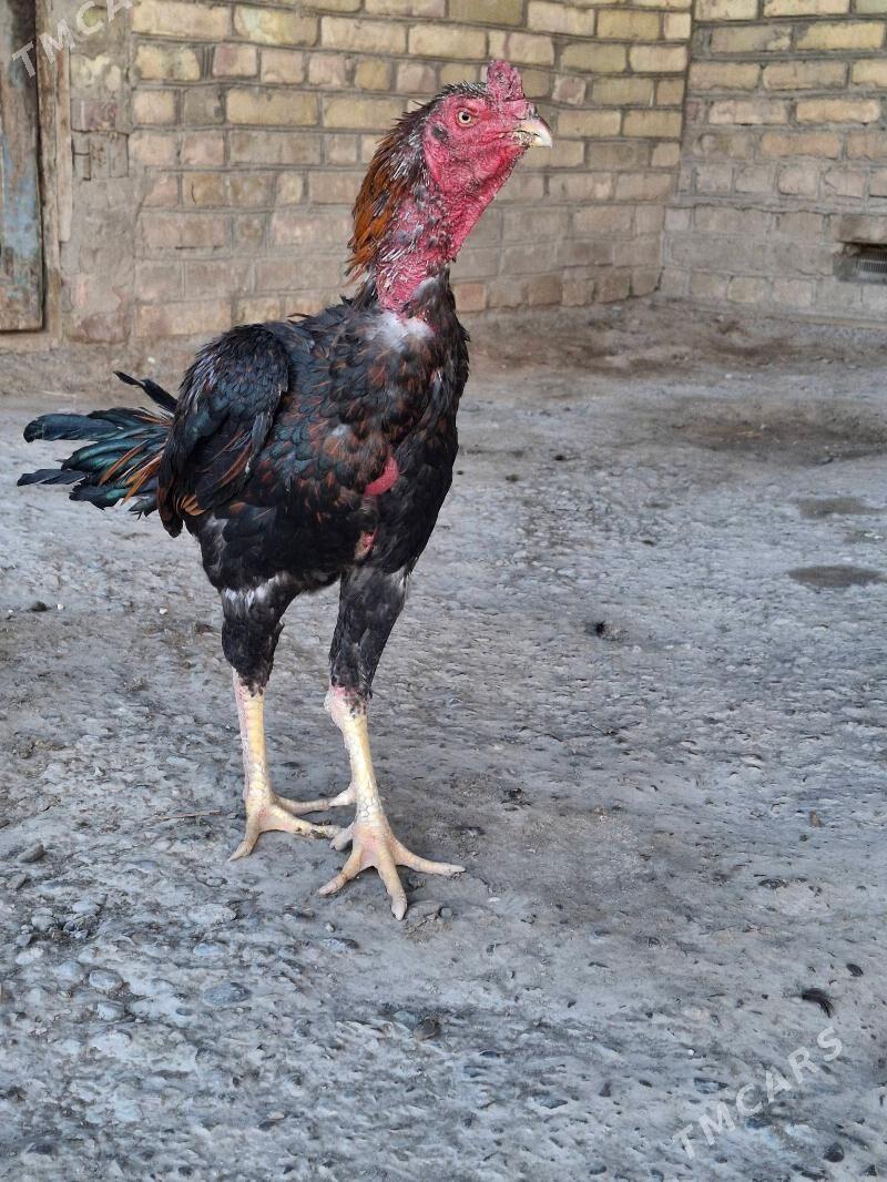 horaz - Çärjew - img 5