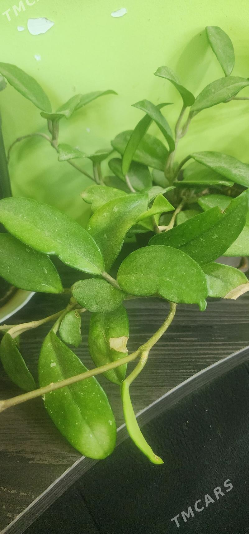 Хоя цветущяя - 11 mkr - img 2