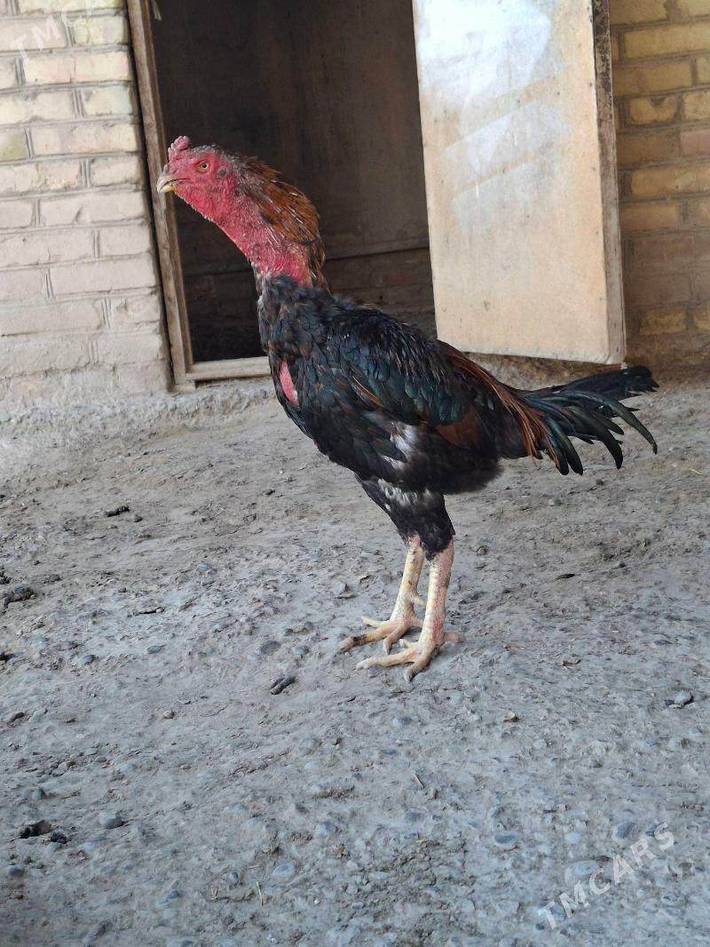 horaz - Çärjew - img 3