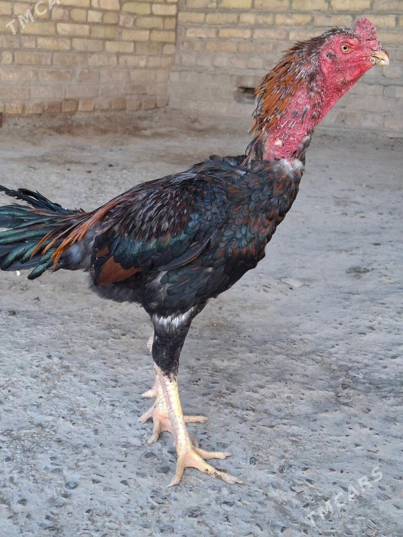 horaz - Çärjew - img 2