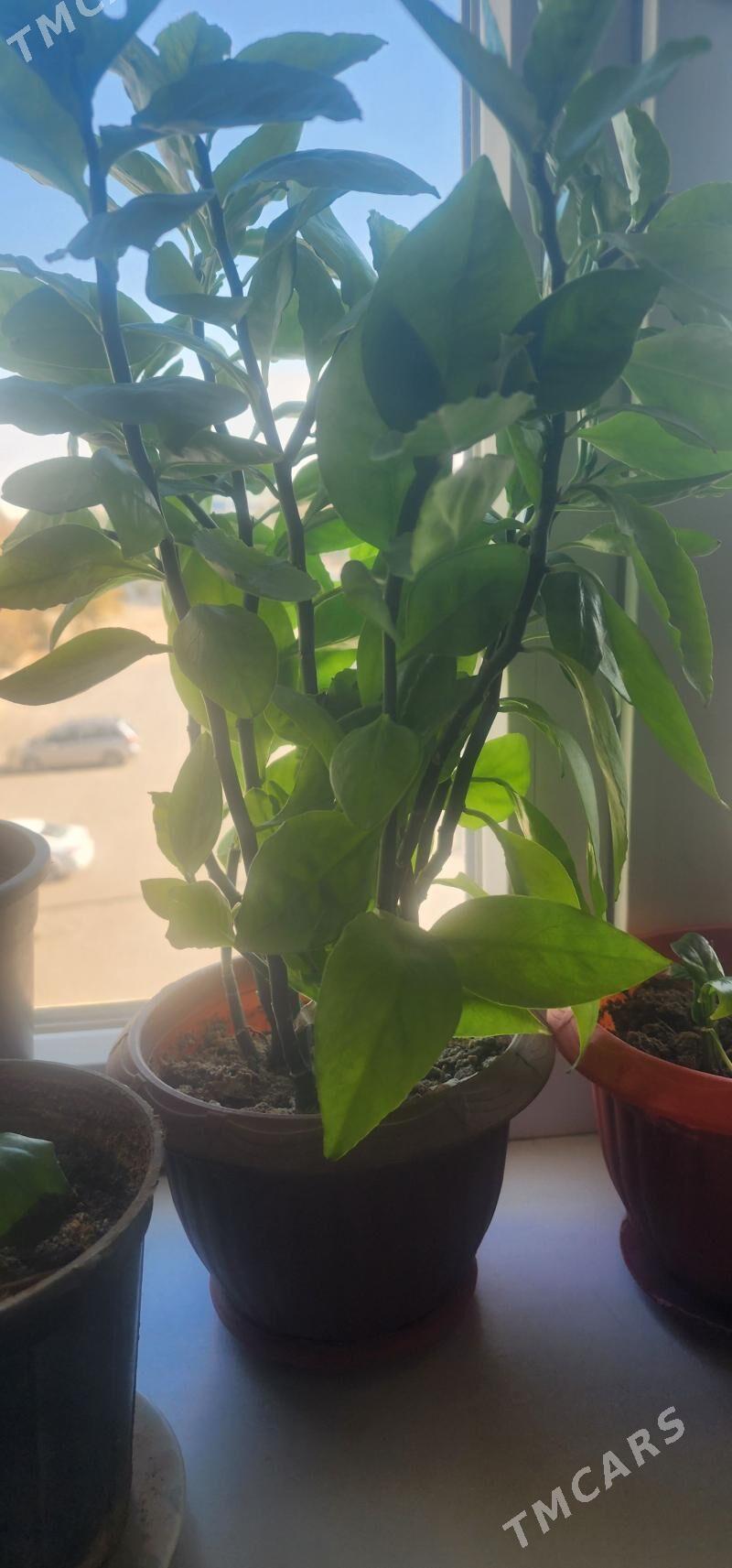 Педилантус - 11 mkr - img 2