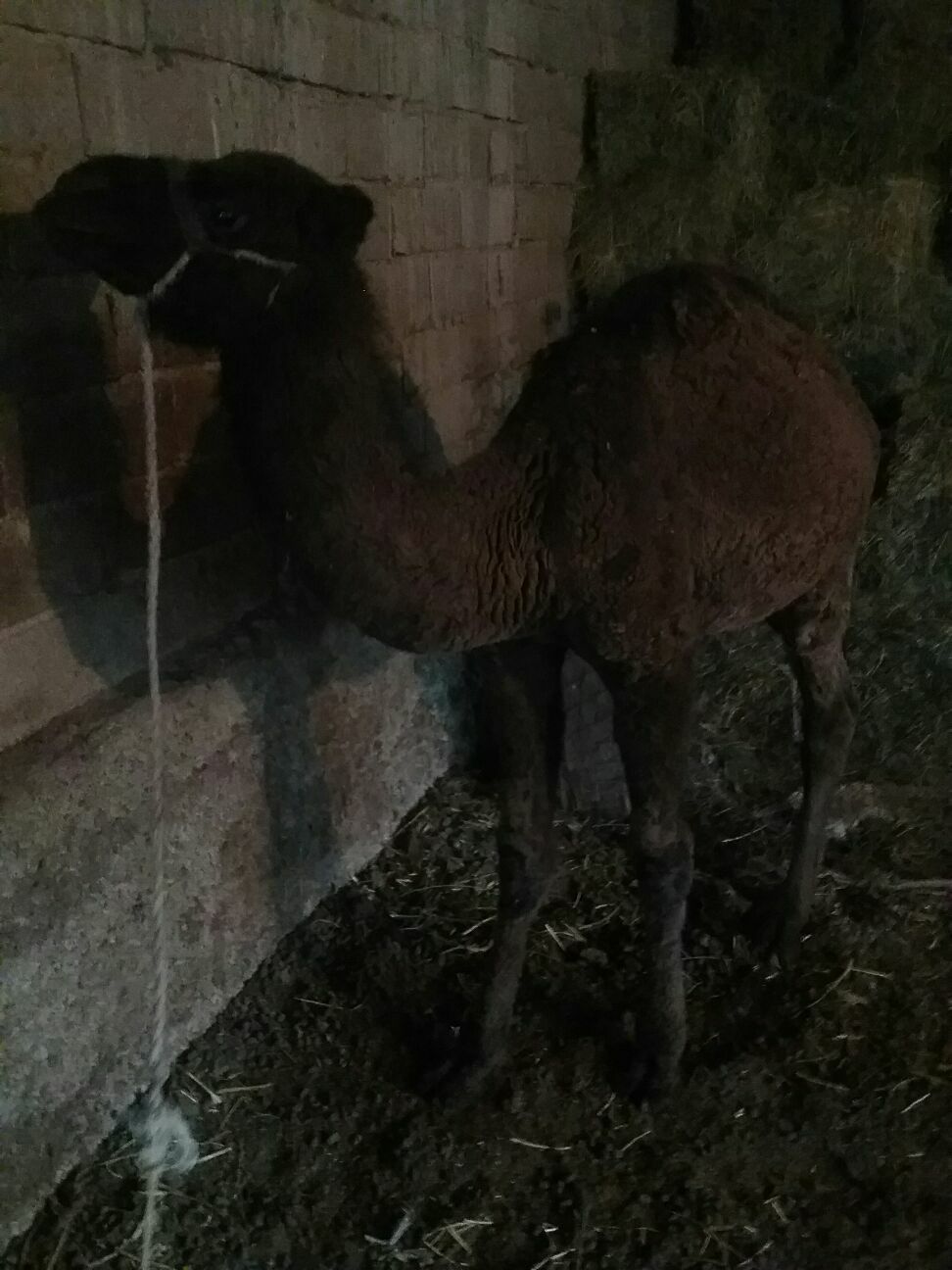 torum,, - Ak bugdaý etraby - img 1