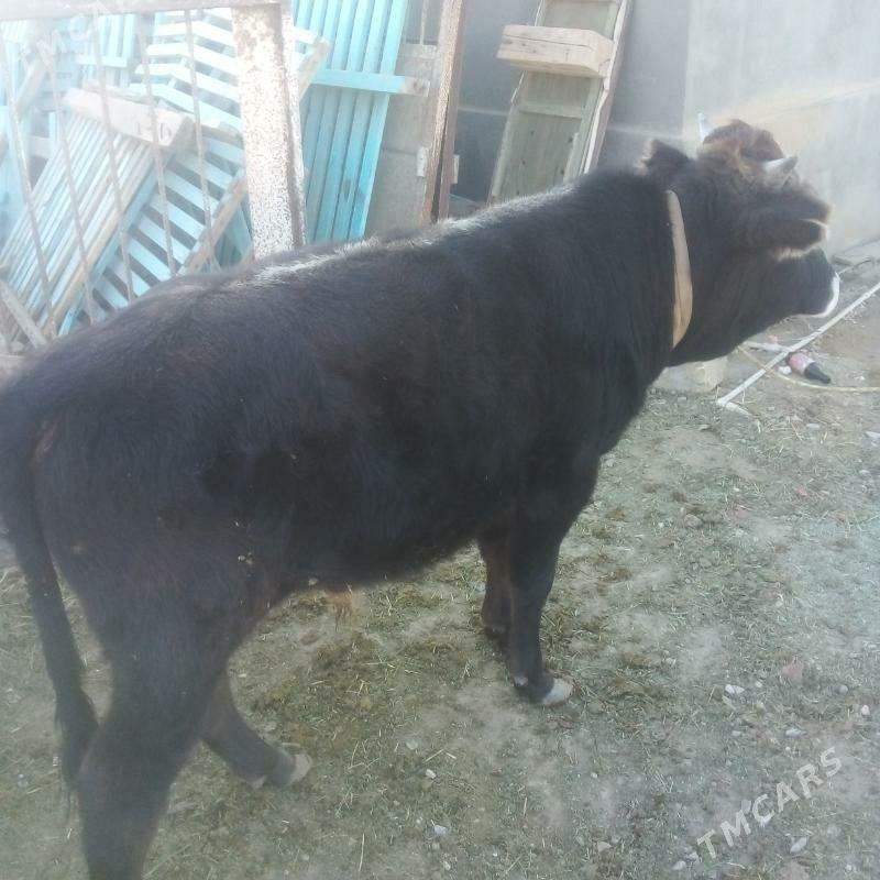 okuz - Эсенгулы - img 2