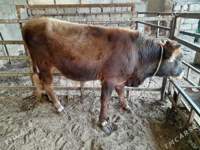 ökuz - Änew - img 6