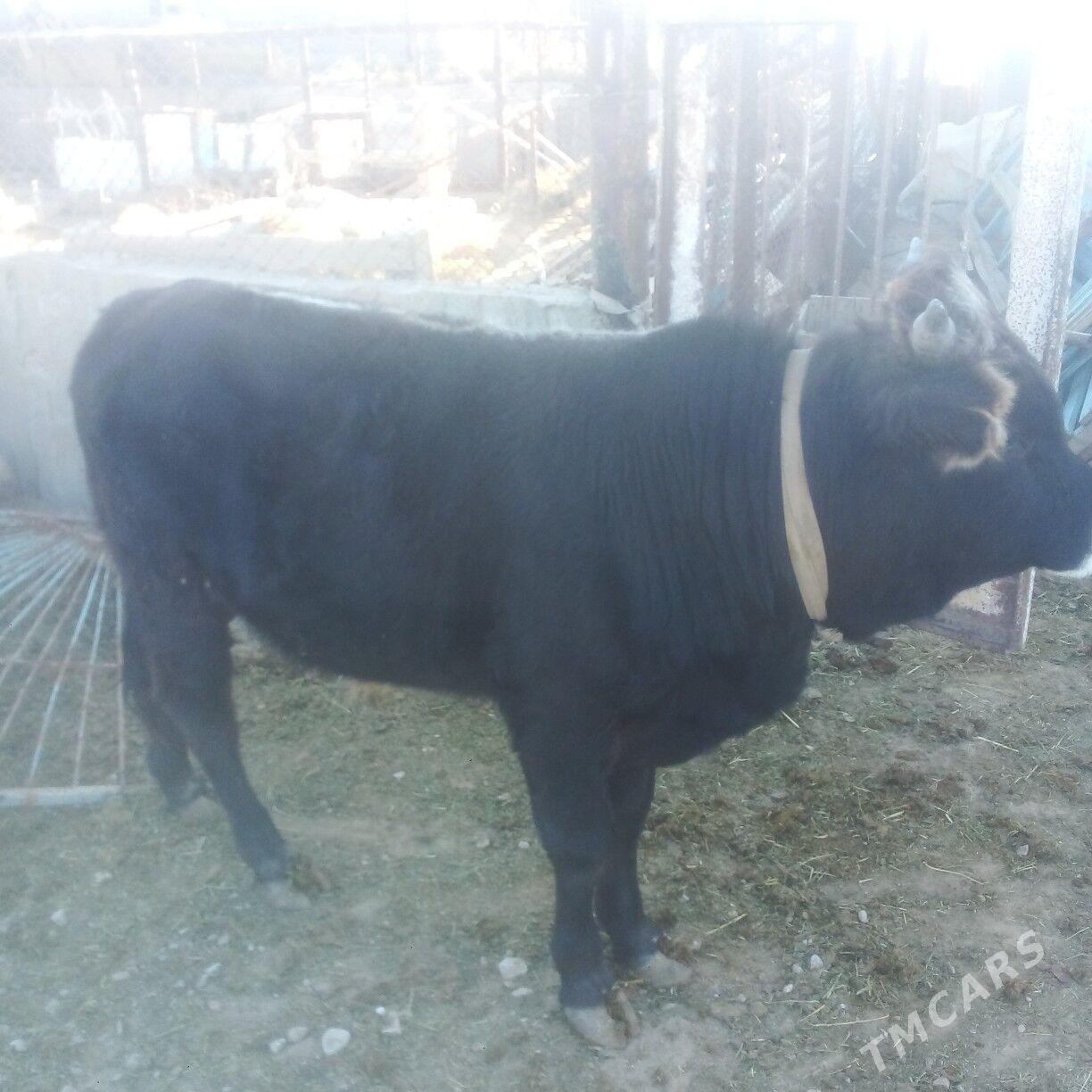 okuz - Эсенгулы - img 6