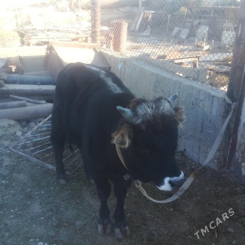 okuz - Эсенгулы - img 3