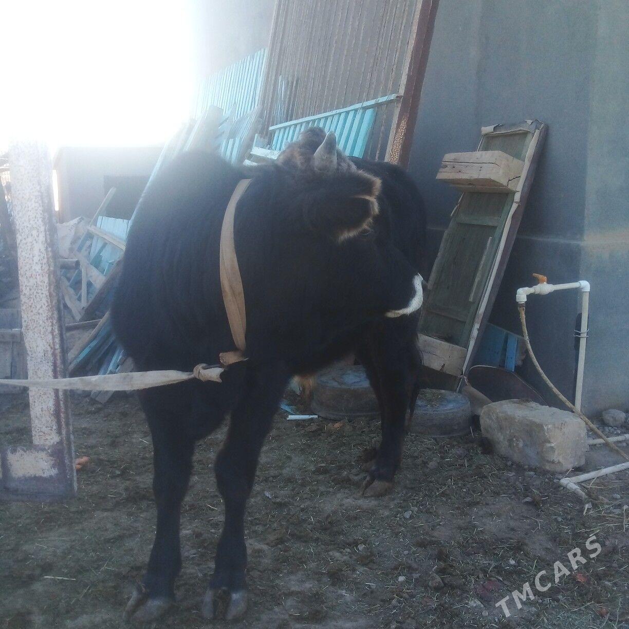 okuz - Эсенгулы - img 4