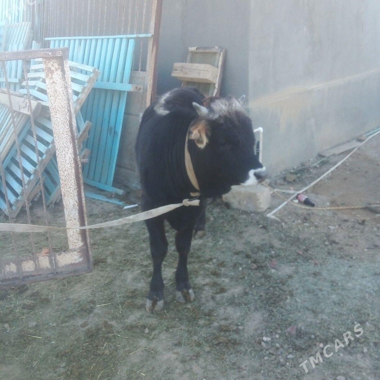 okuz - Эсенгулы - img 5