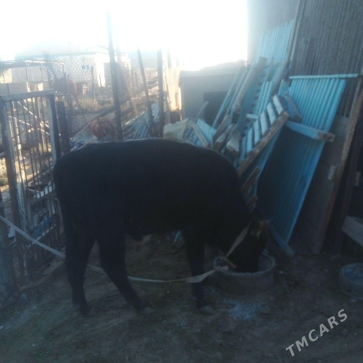 okuz - Эсенгулы - img 1