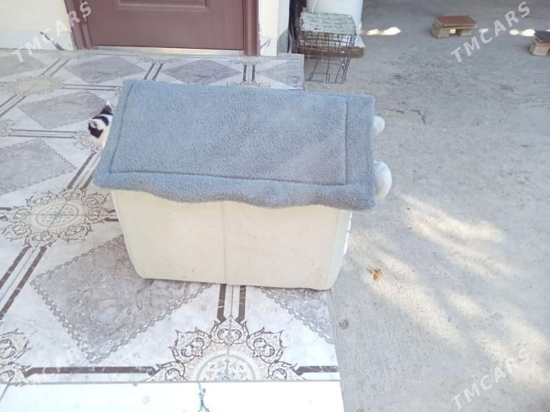 Кошки кот собака дом - Aşgabat - img 3